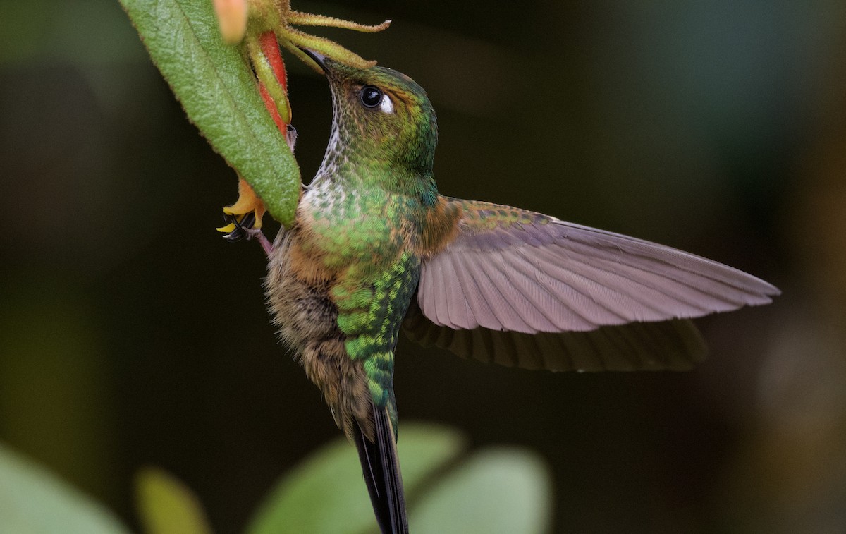 Fleckenbauchkolibri - ML543980481