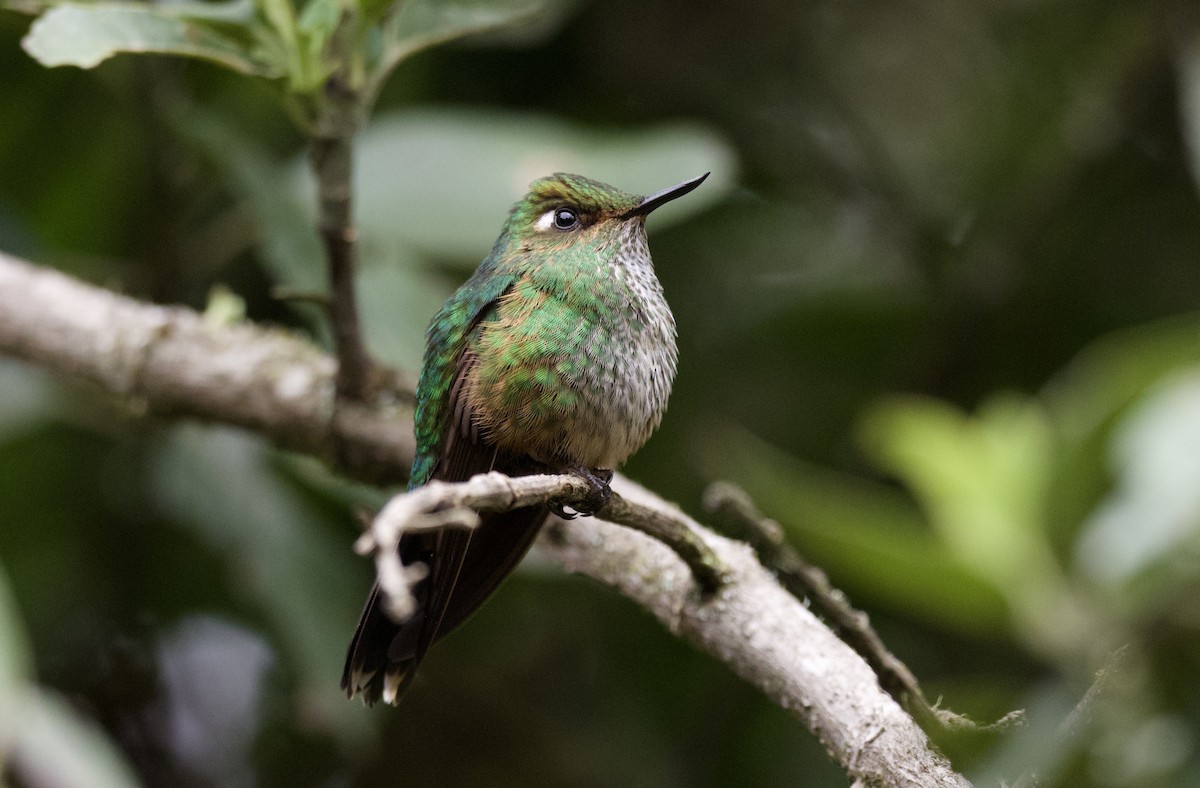 Fleckenbauchkolibri - ML543981481