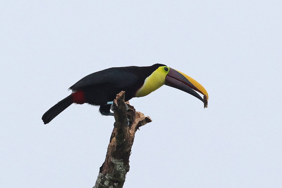 Yellow-throated Toucan - ML543982151