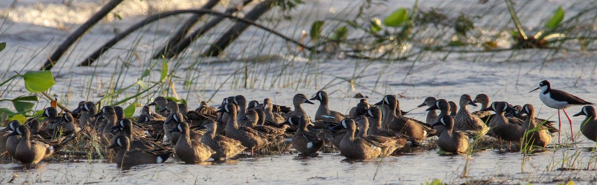 Blue-winged Teal - ML543983361