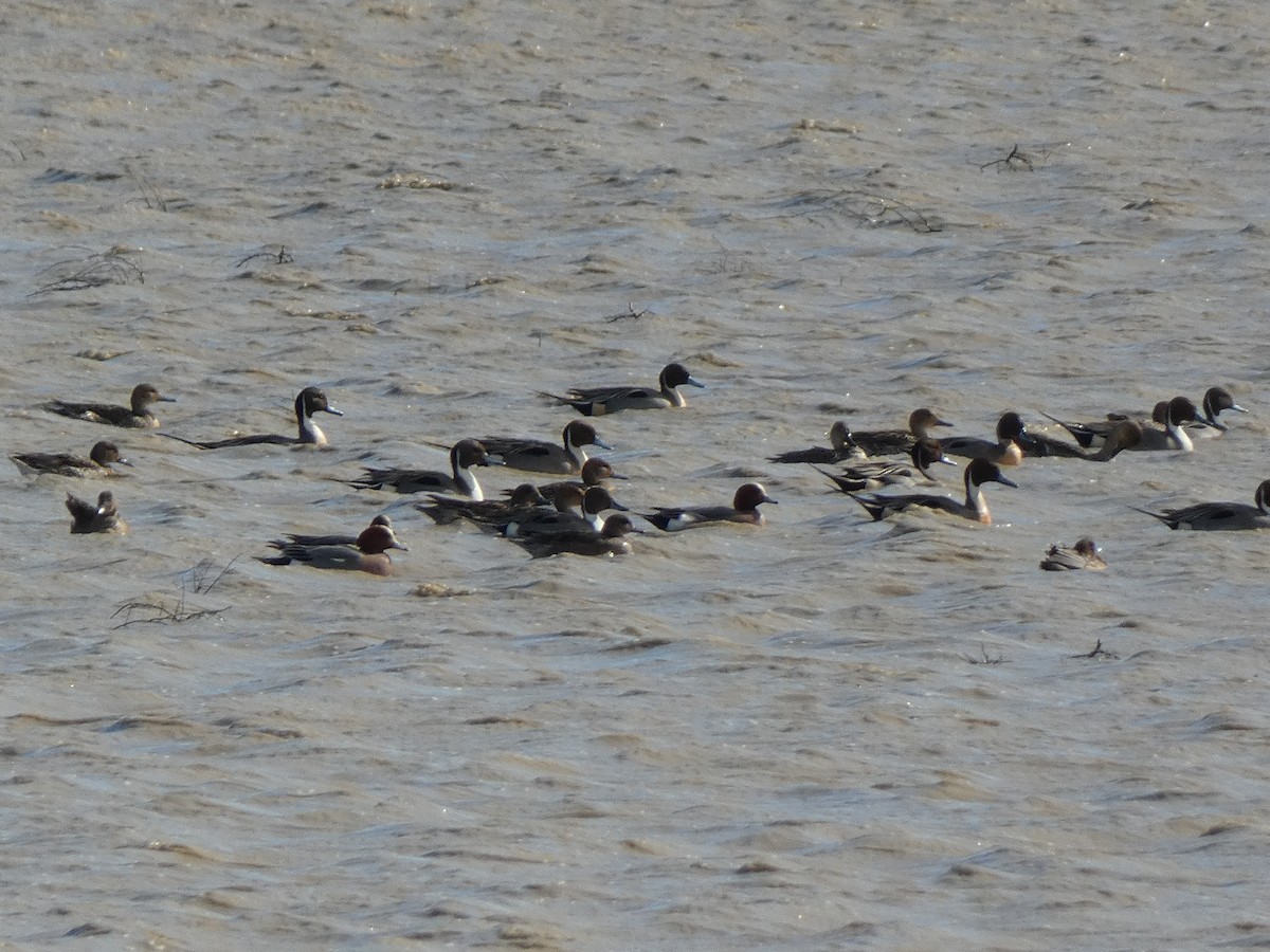 Northern Pintail - ML543983701