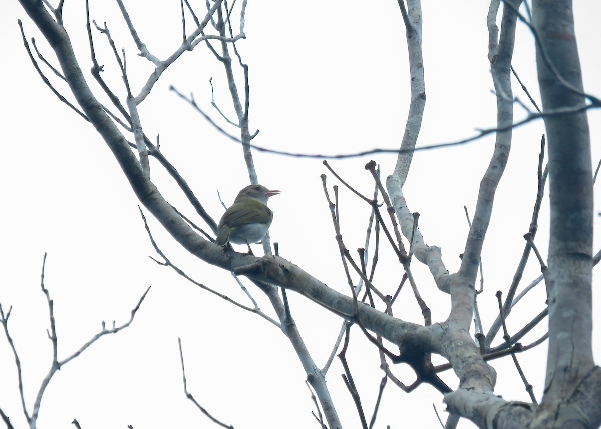 Brown-headed Greenlet - ML543984161