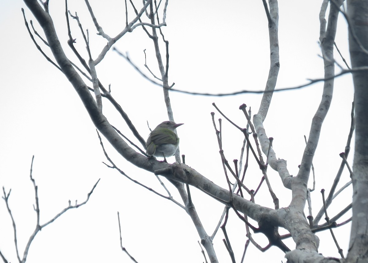 Brown-headed Greenlet - Arthur Gomes