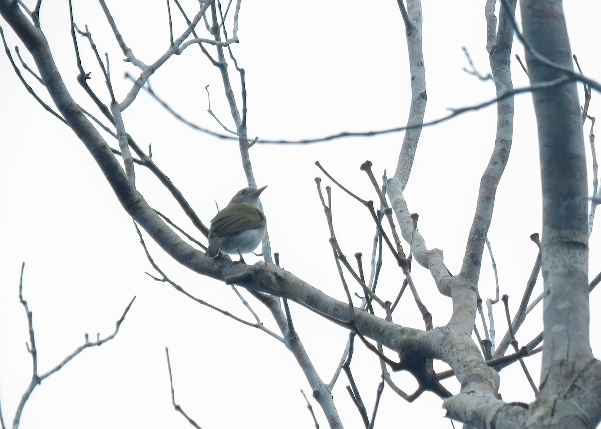 Brown-headed Greenlet - ML543984181