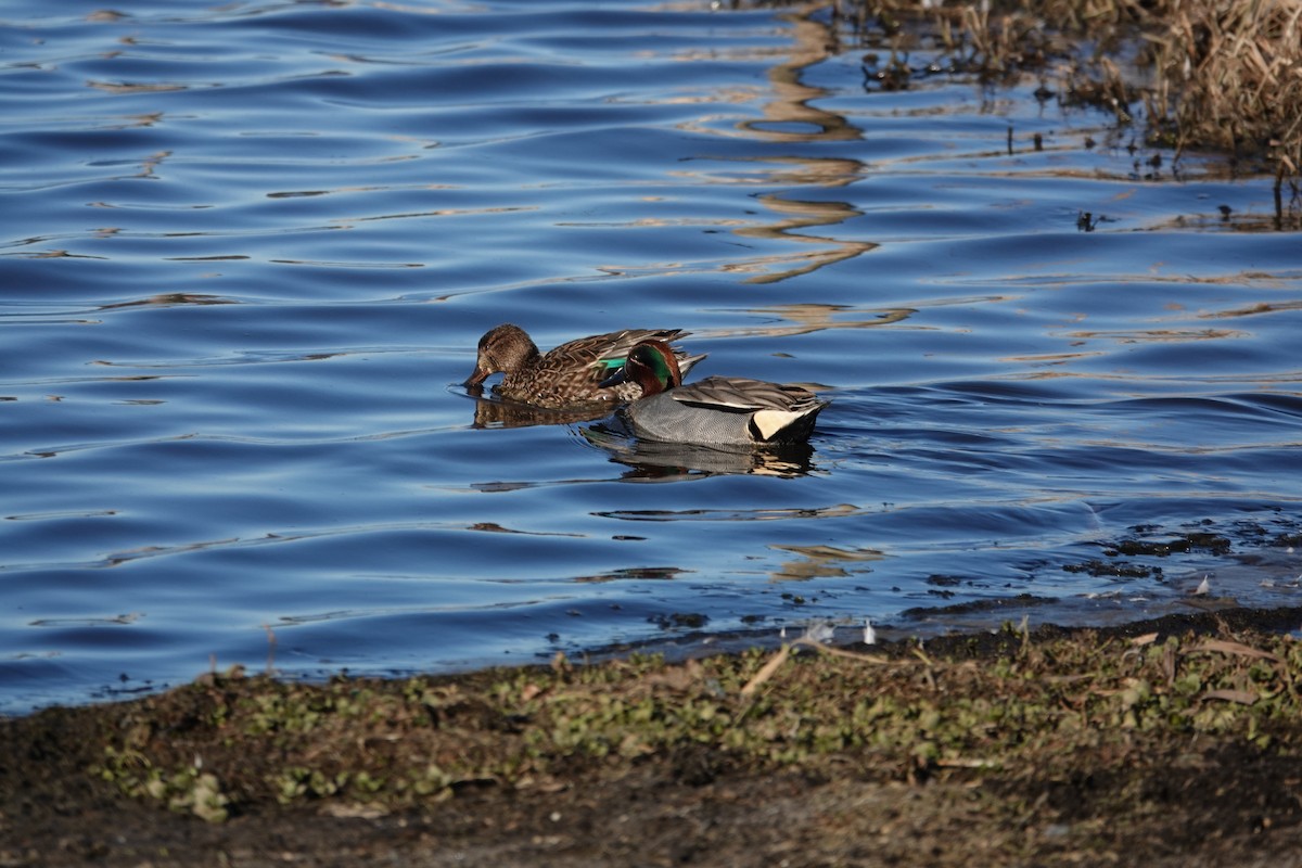 Green-winged Teal - ML543984211