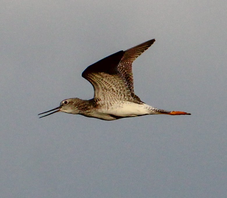 Greater Yellowlegs - ML543984421