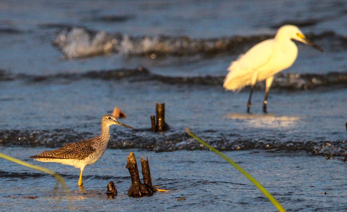 Greater Yellowlegs - ML543984431