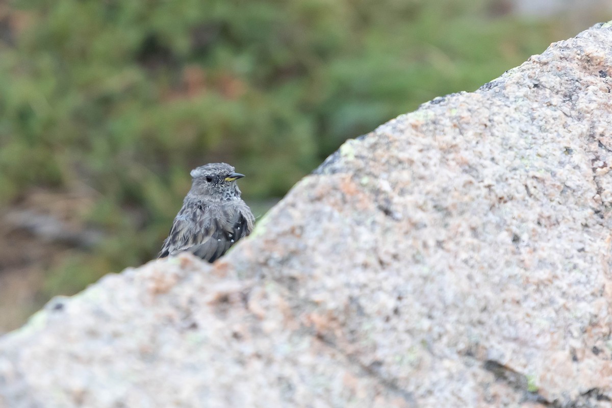 Alpine Accentor - Torben Langer