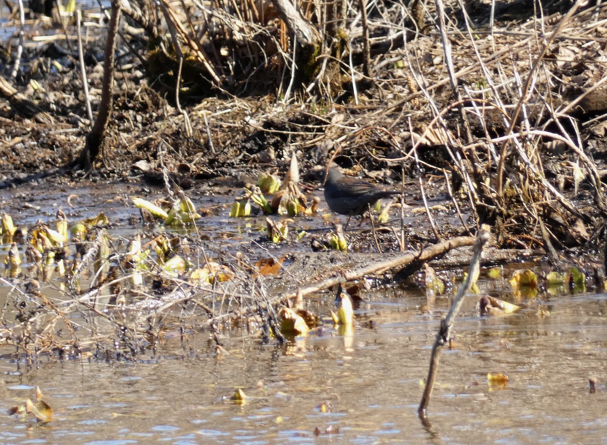 Rusty Blackbird - ML543990491