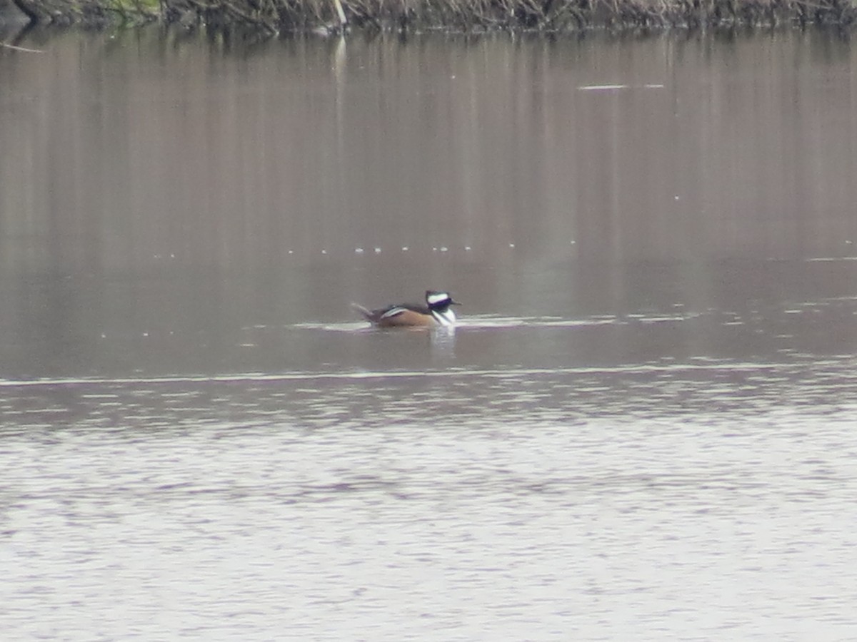 Hooded Merganser - ML543991371