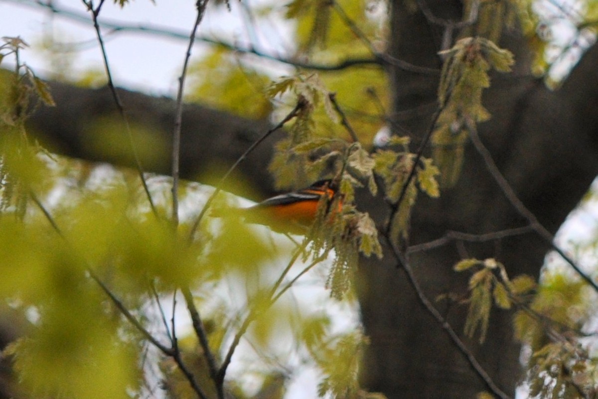 Baltimore Oriole - ML543991491