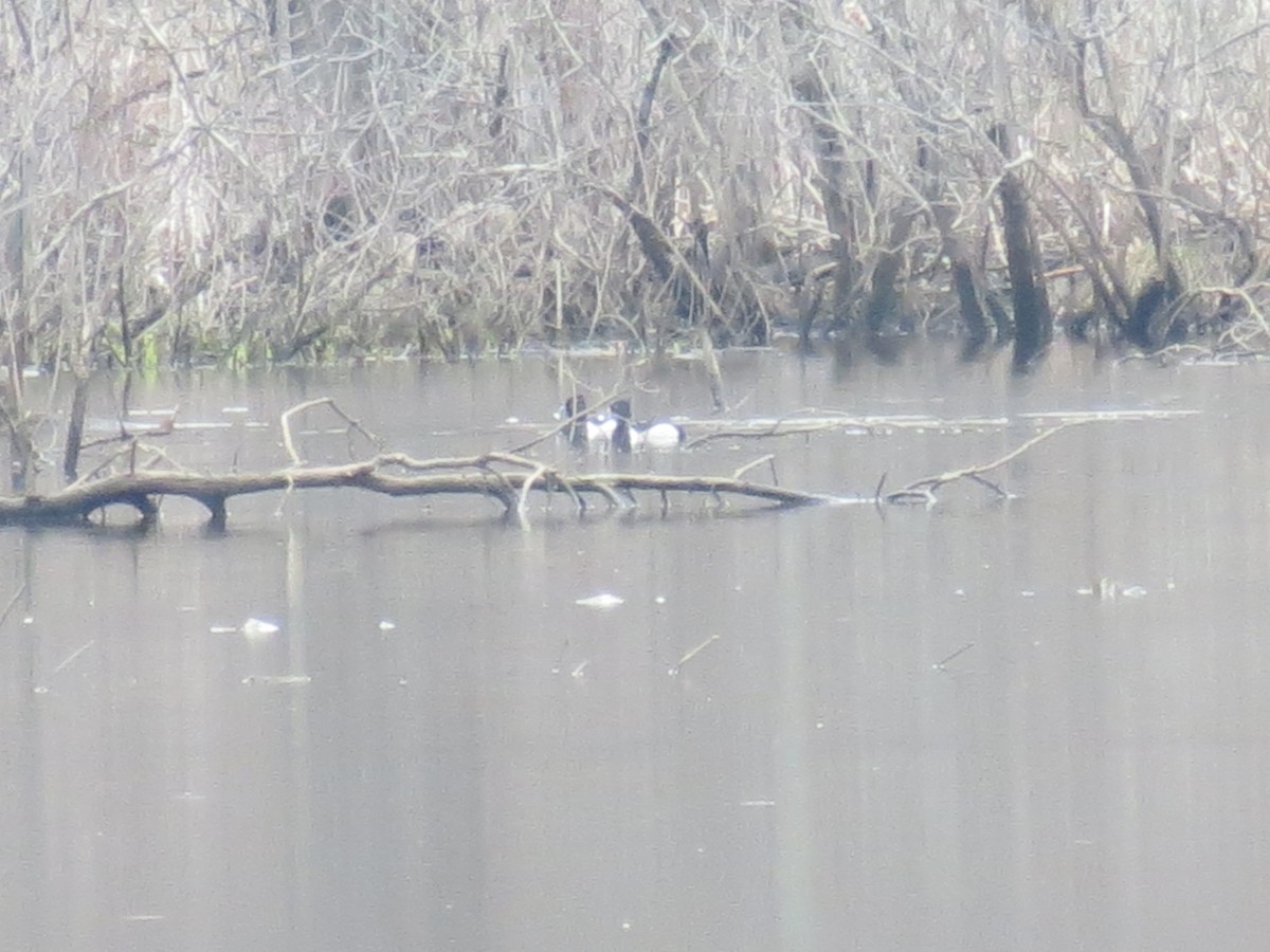 Ring-necked Duck - ML543991541