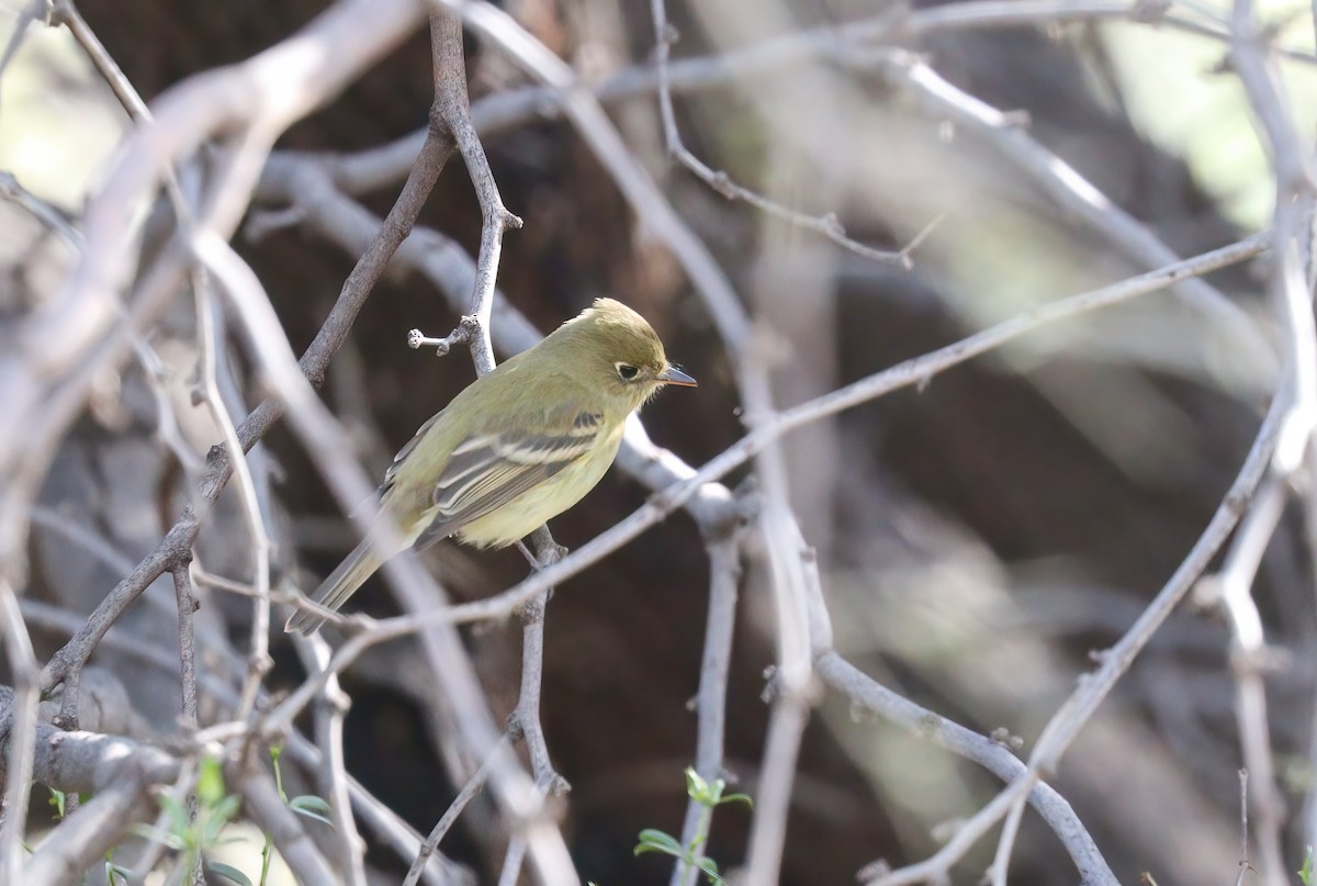 Western Flycatcher (Pacific-slope) - ML543991981