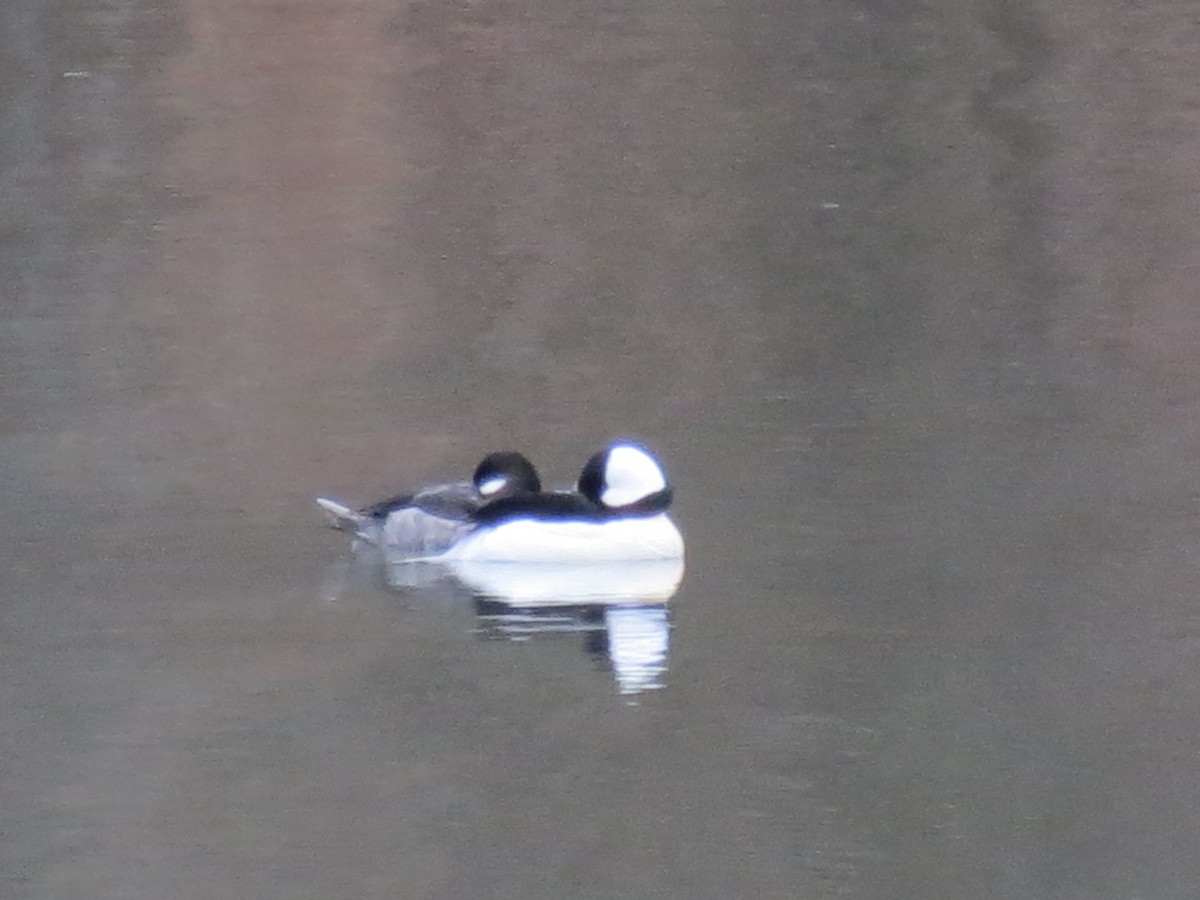 Bufflehead - Frank Durso