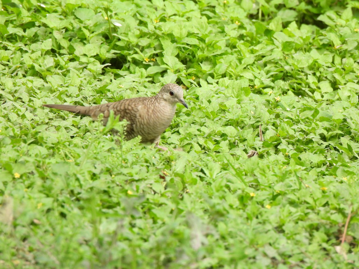 Inca Dove - Doris Brookens