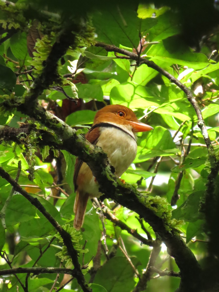 Collared Puffbird - ML543992761