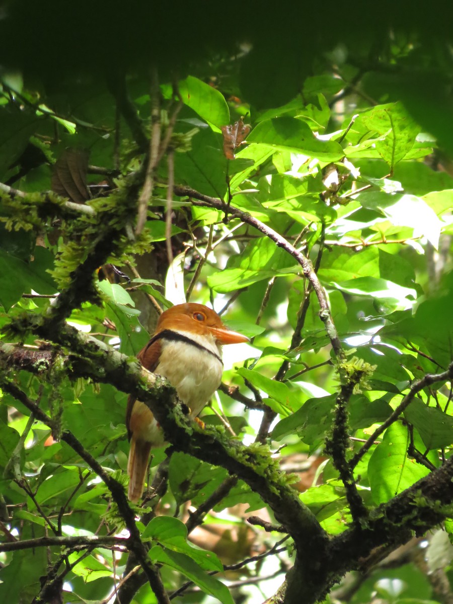 Collared Puffbird - ML543992771