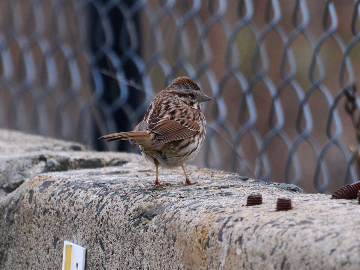 Song Sparrow - Gabriel Willow