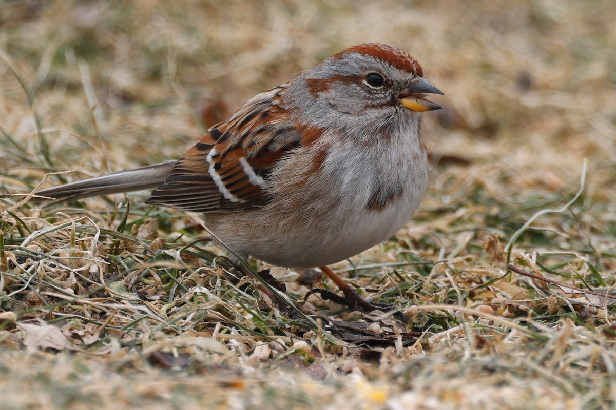 American Tree Sparrow - ML543995141