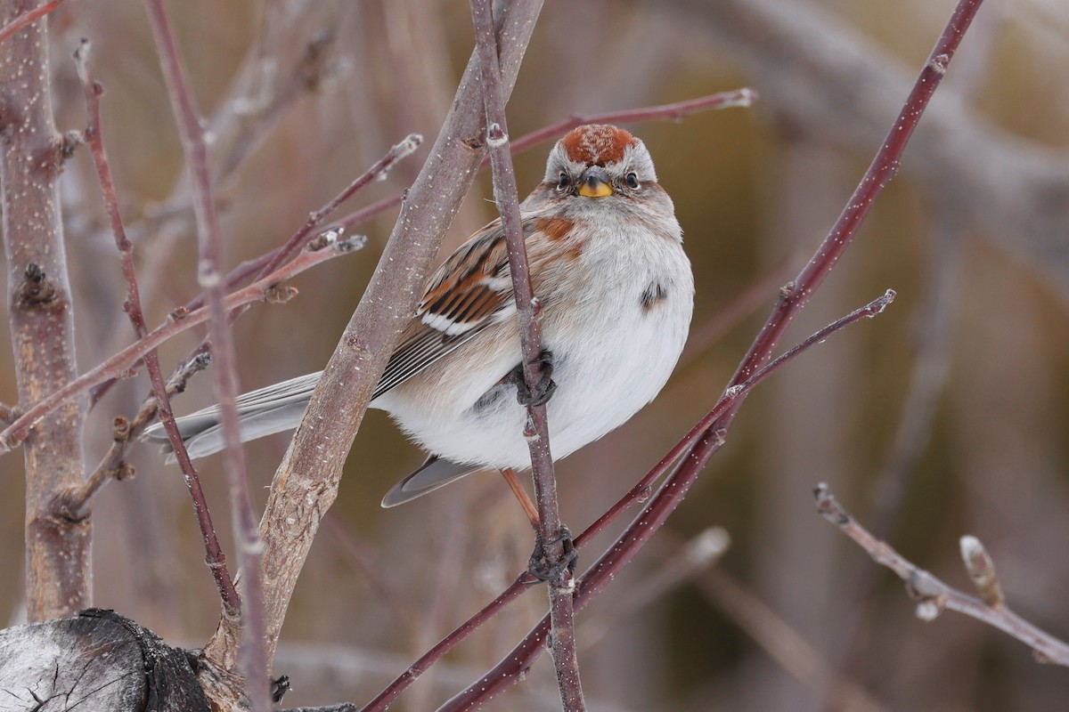 American Tree Sparrow - ML543995151
