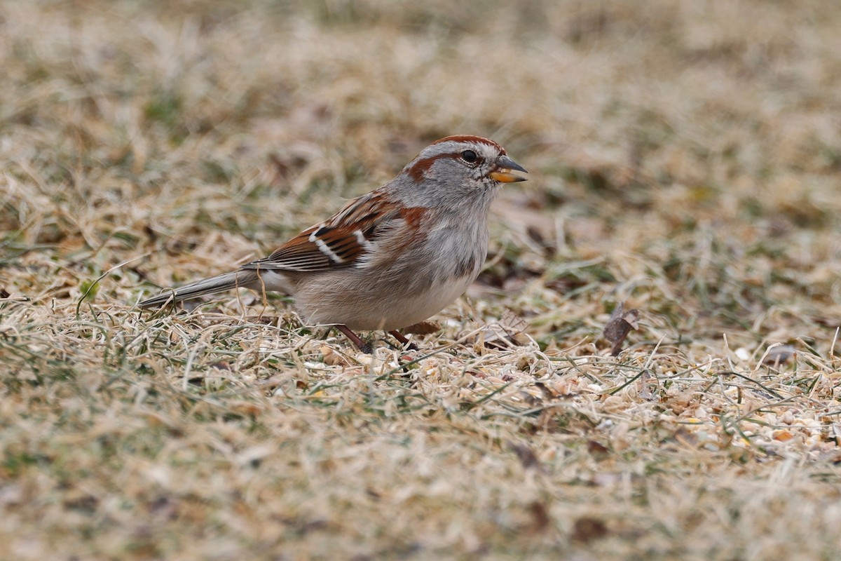 American Tree Sparrow - ML543995161