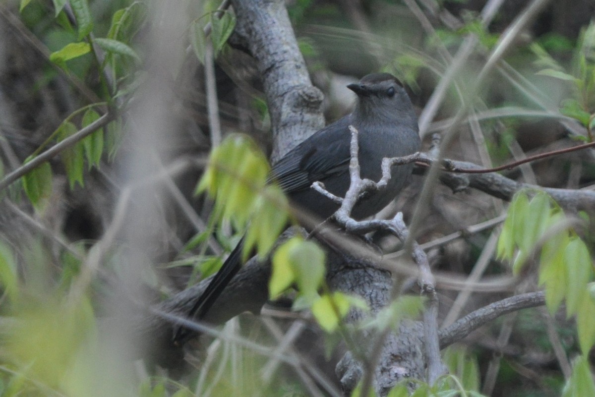 Gray Catbird - ML543995701