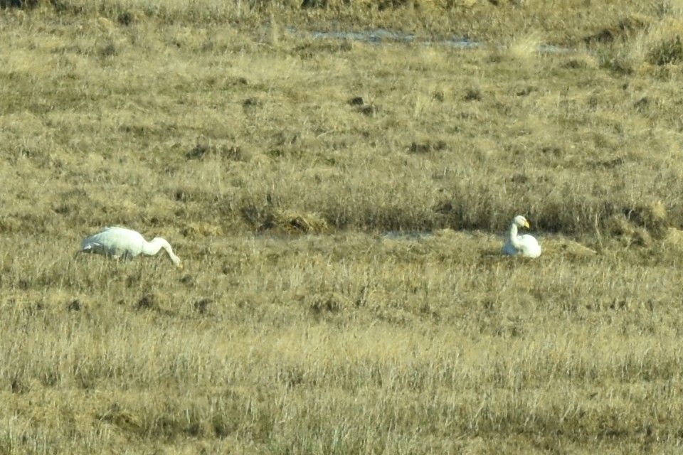 Whooper Swan - ML543995911