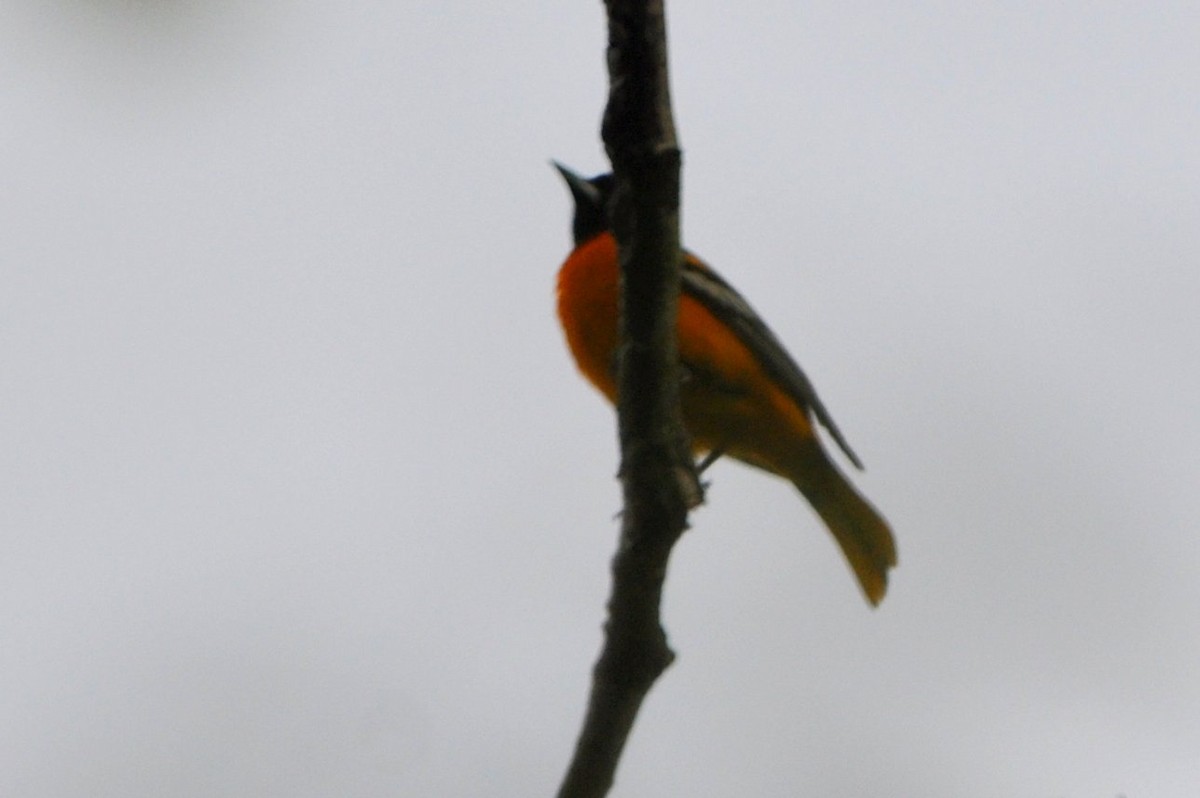 Baltimore Oriole - ML543996171