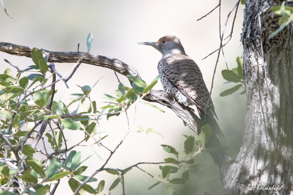 Northern Flicker (Red-shafted) - ML543996461