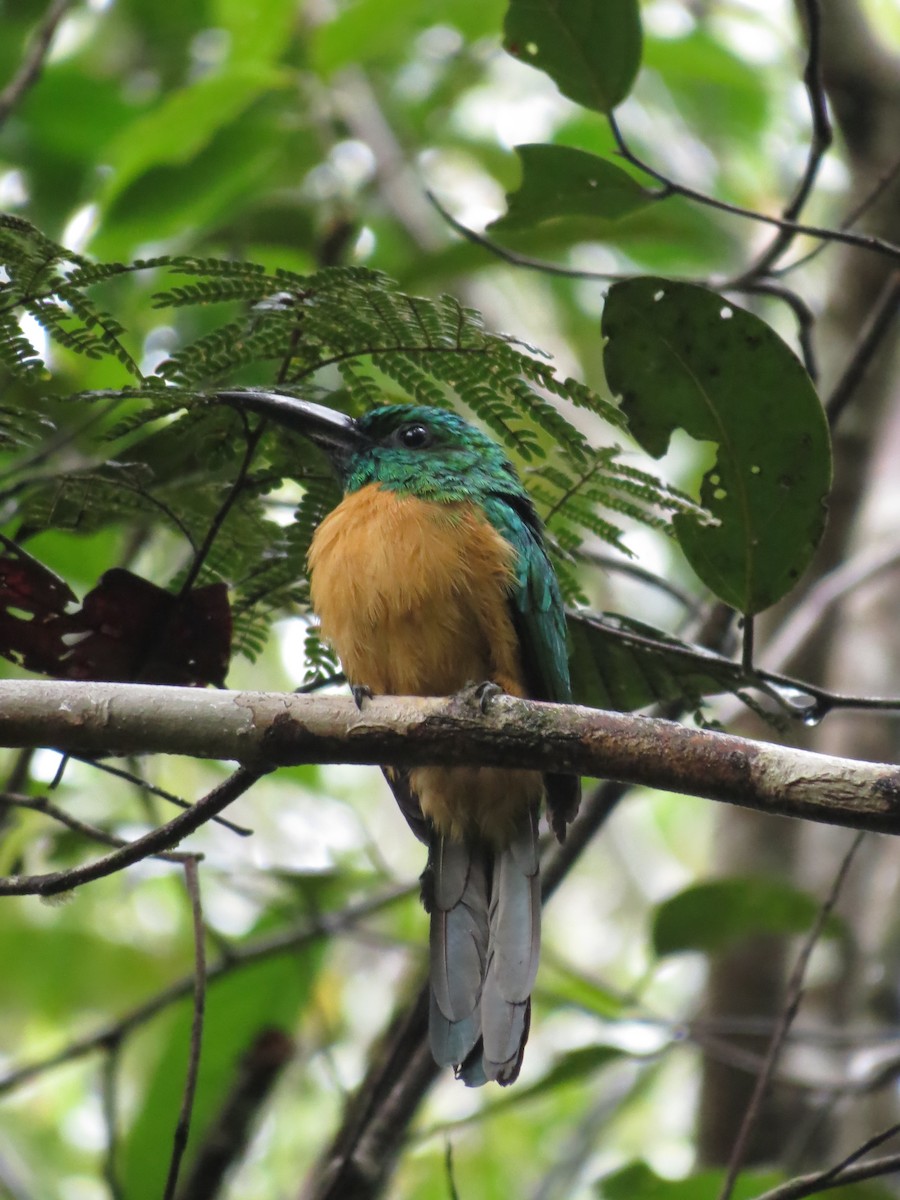 Great Jacamar - ML543997551