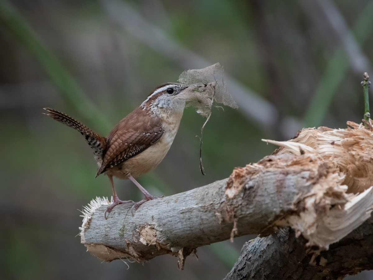 Carolina Wren - ML543997561