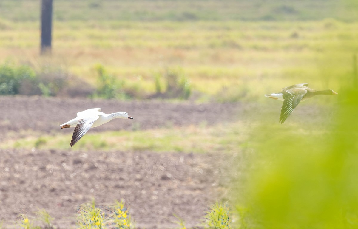 Snow Goose - ML543998701