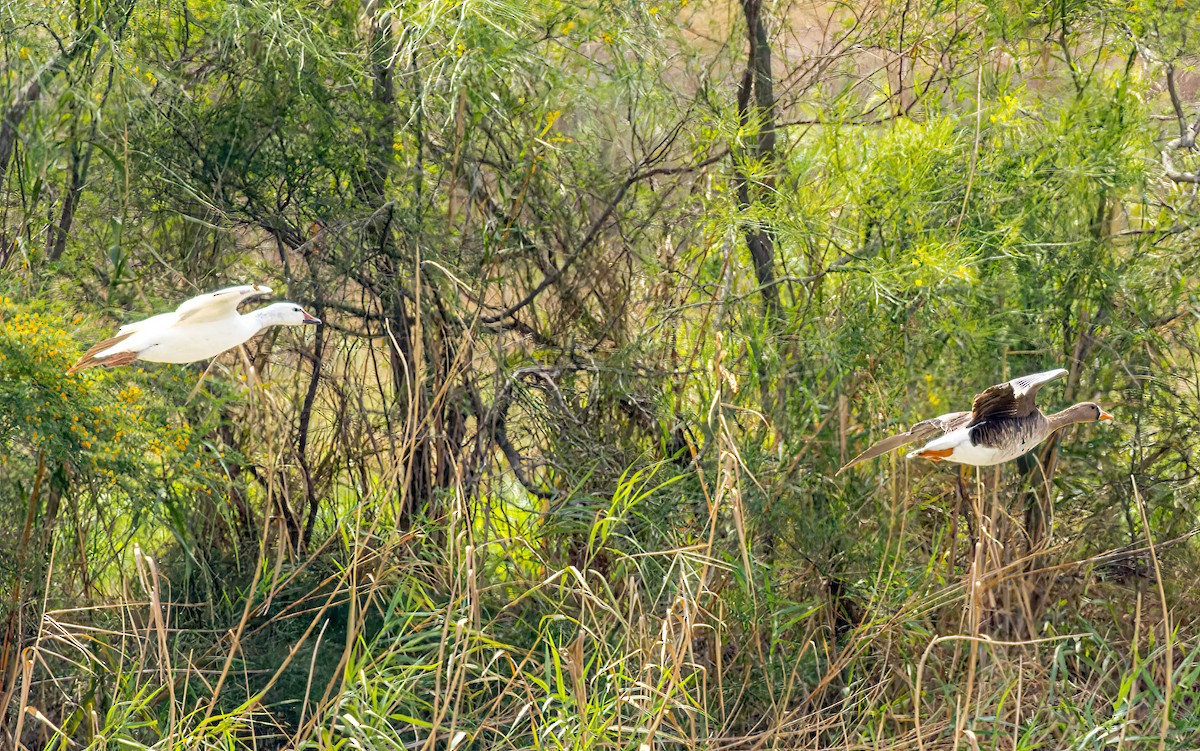 Snow Goose - ML543998721