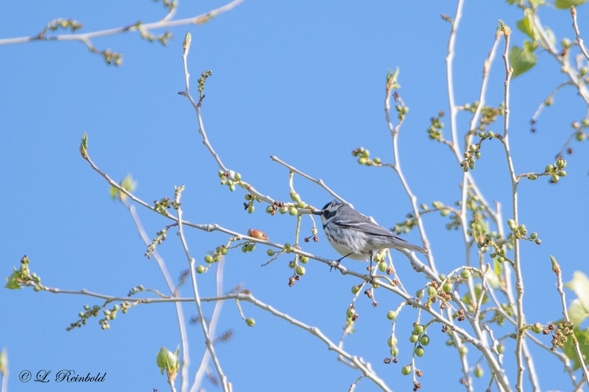 Black-throated Gray Warbler - ML543998971