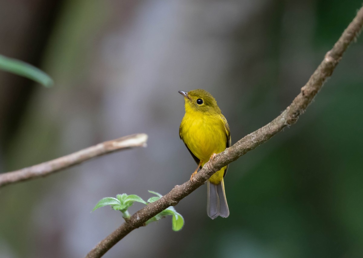 Gobemoustique canari - ML543999191