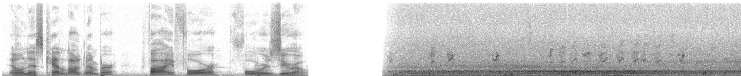 svartdrongo - ML5440