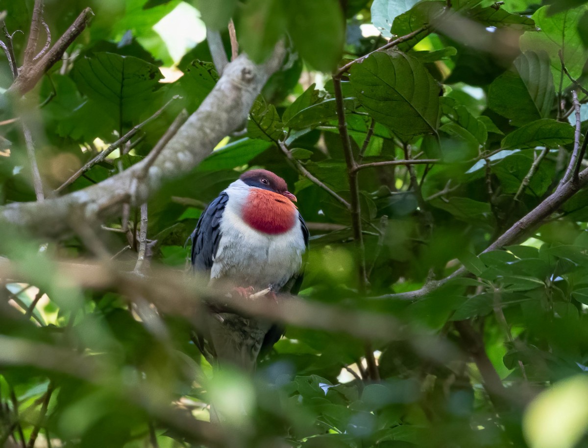 Flame-breasted Fruit-Dove - ML544002501