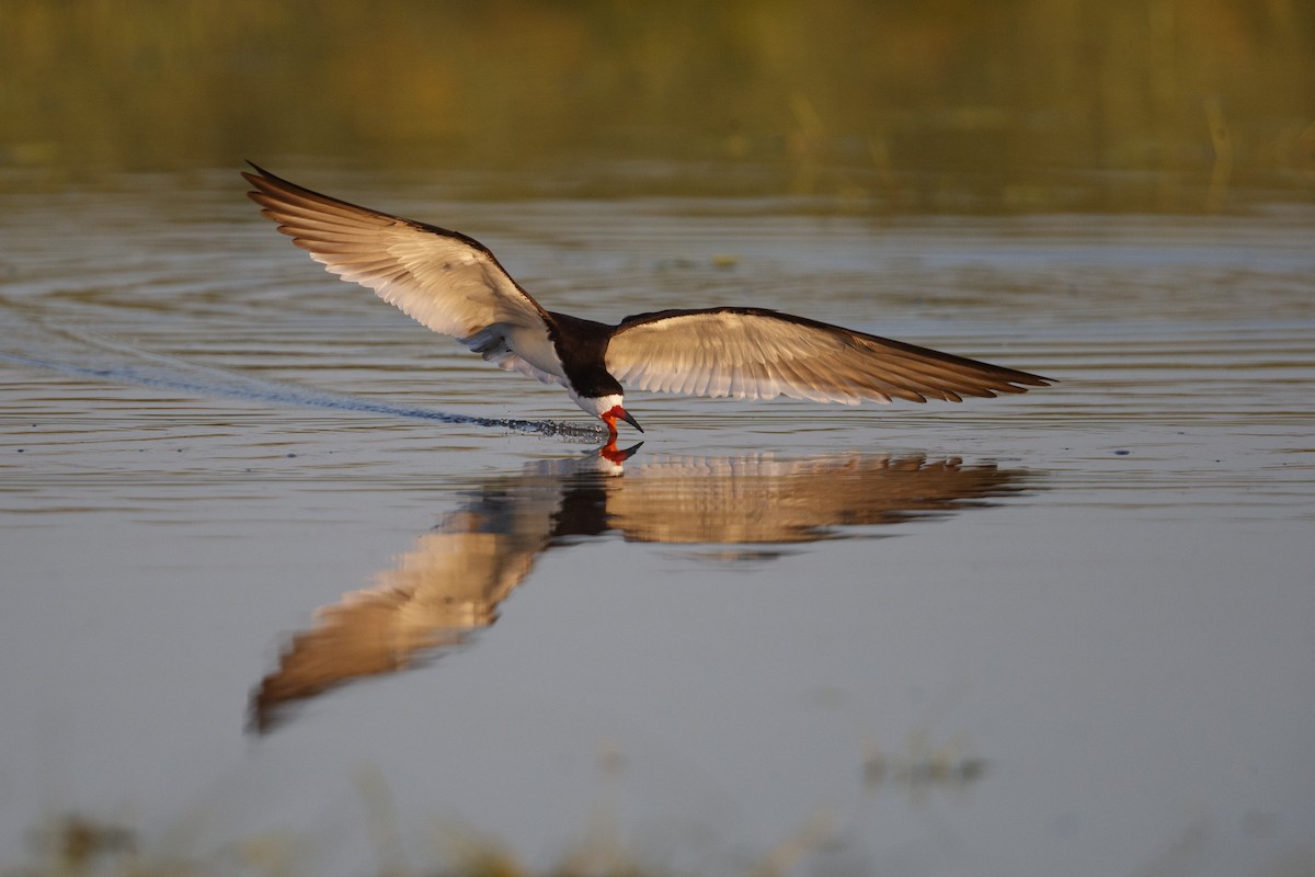 Black Skimmer - Michael Stubblefield