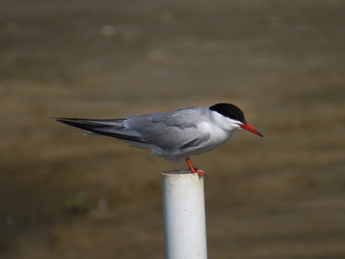 Common Tern - ML544003021