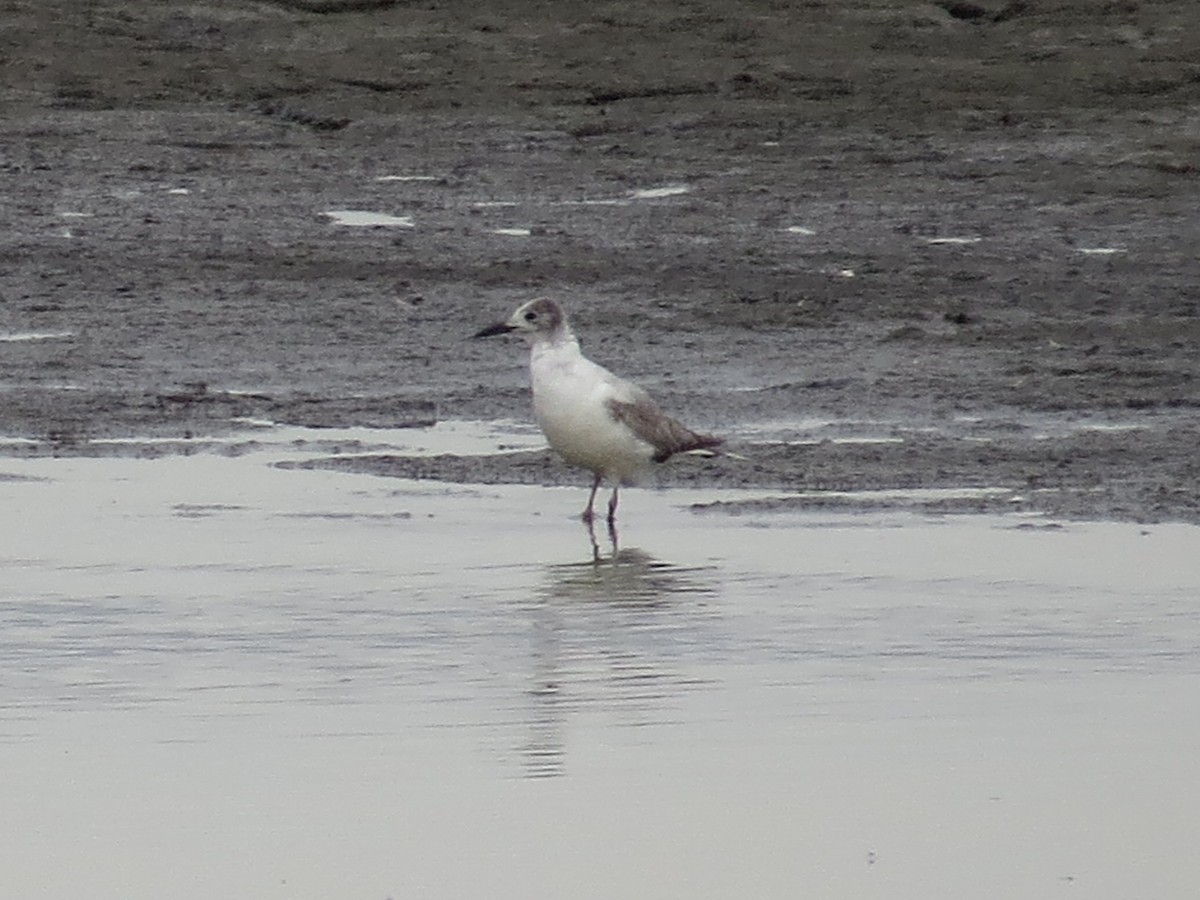 Bonaparte's Gull - ML544004031