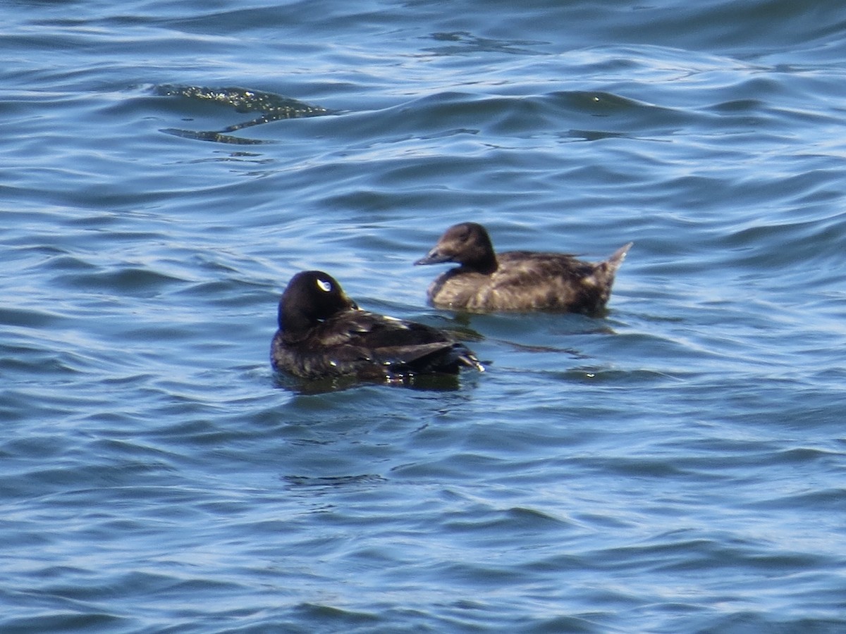 White-winged Scoter - Port of Baltimore