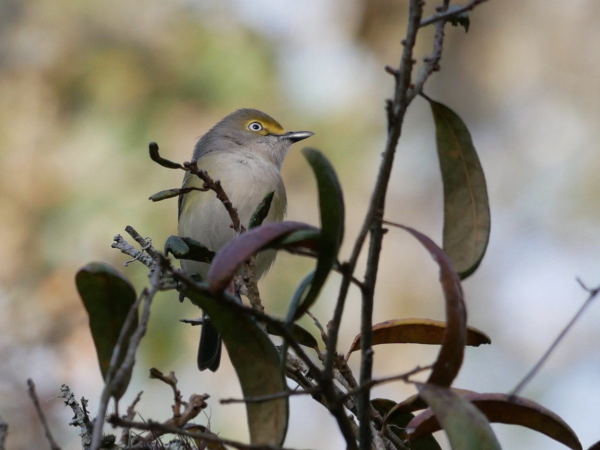 White-eyed Vireo - ML544005251