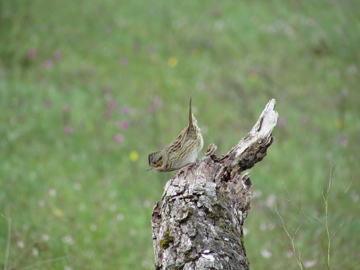 Lincoln's Sparrow - Samuel Holman