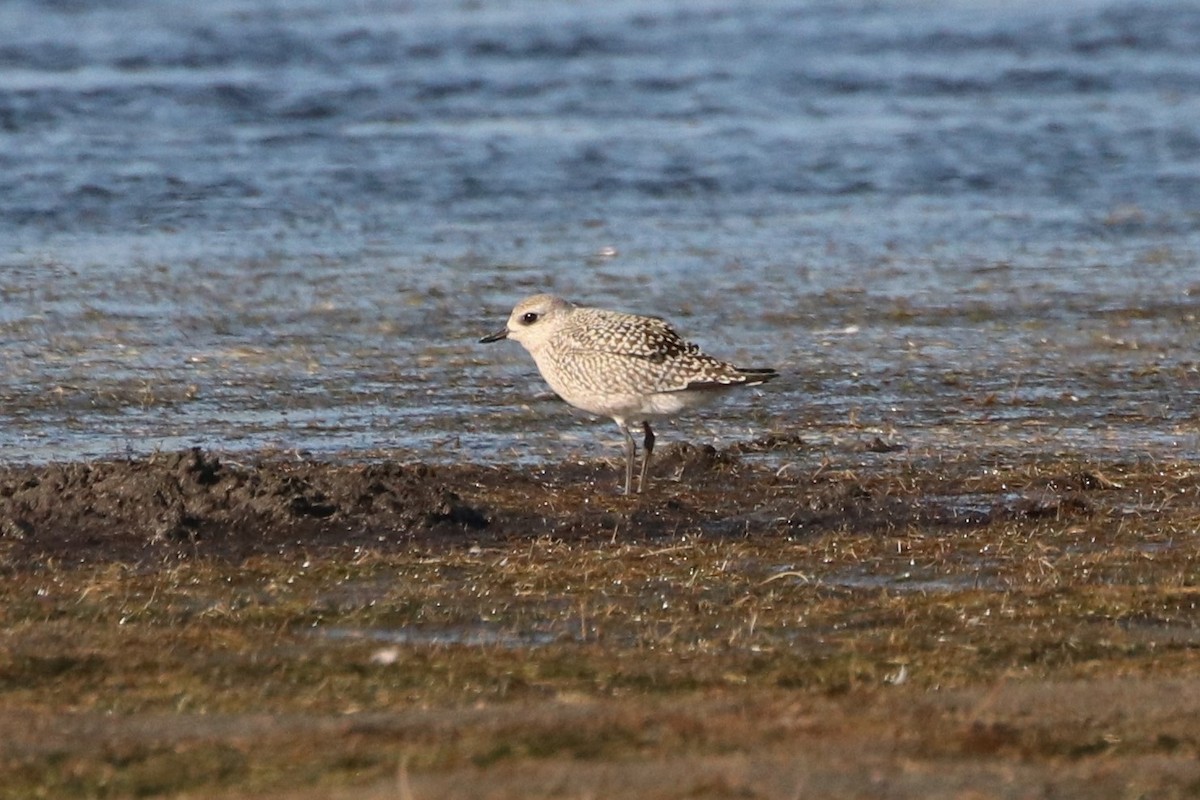 Black-bellied Plover - ML544006091