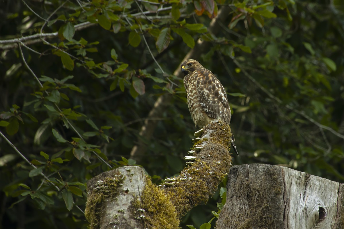 Red-shouldered Hawk - ML544007251