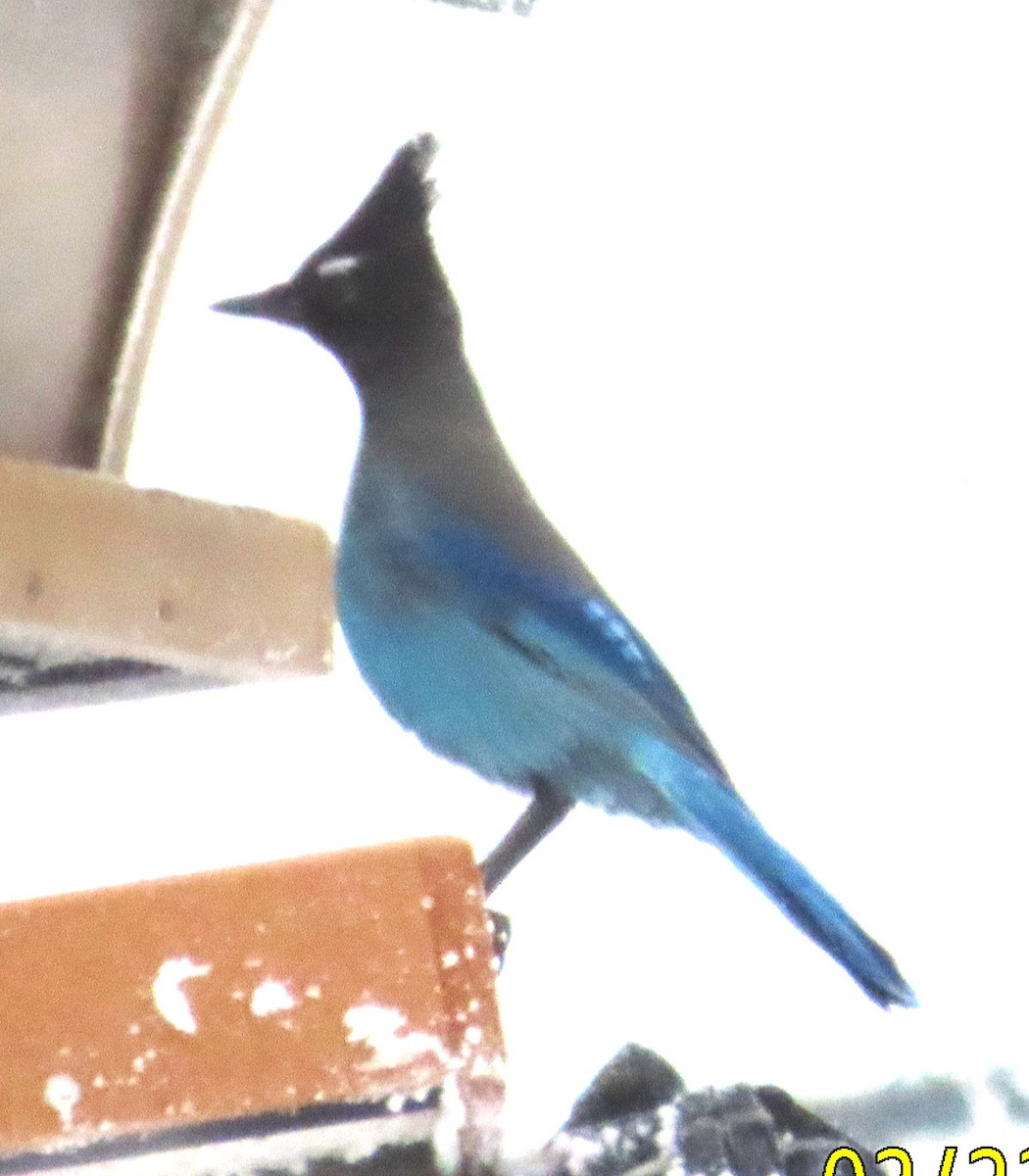 Steller's Jay - ML544007441