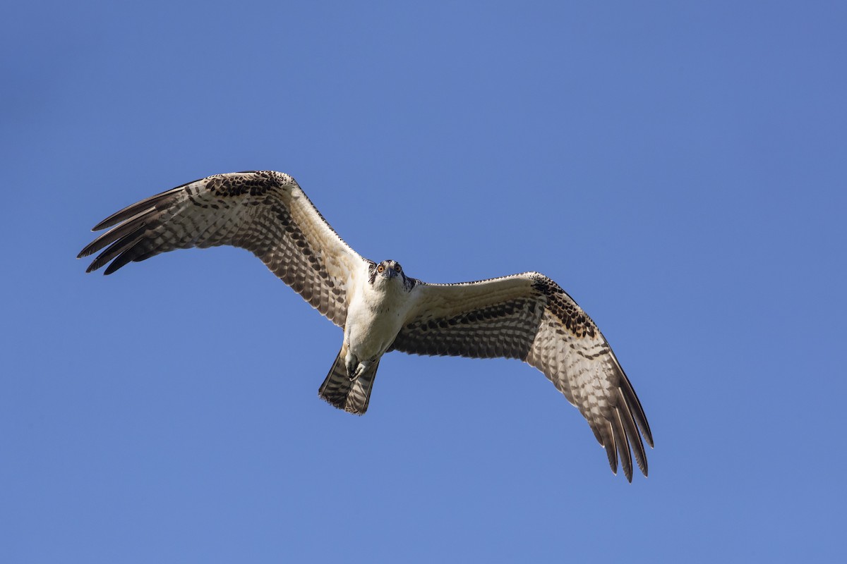 Osprey (carolinensis) - Michael Stubblefield