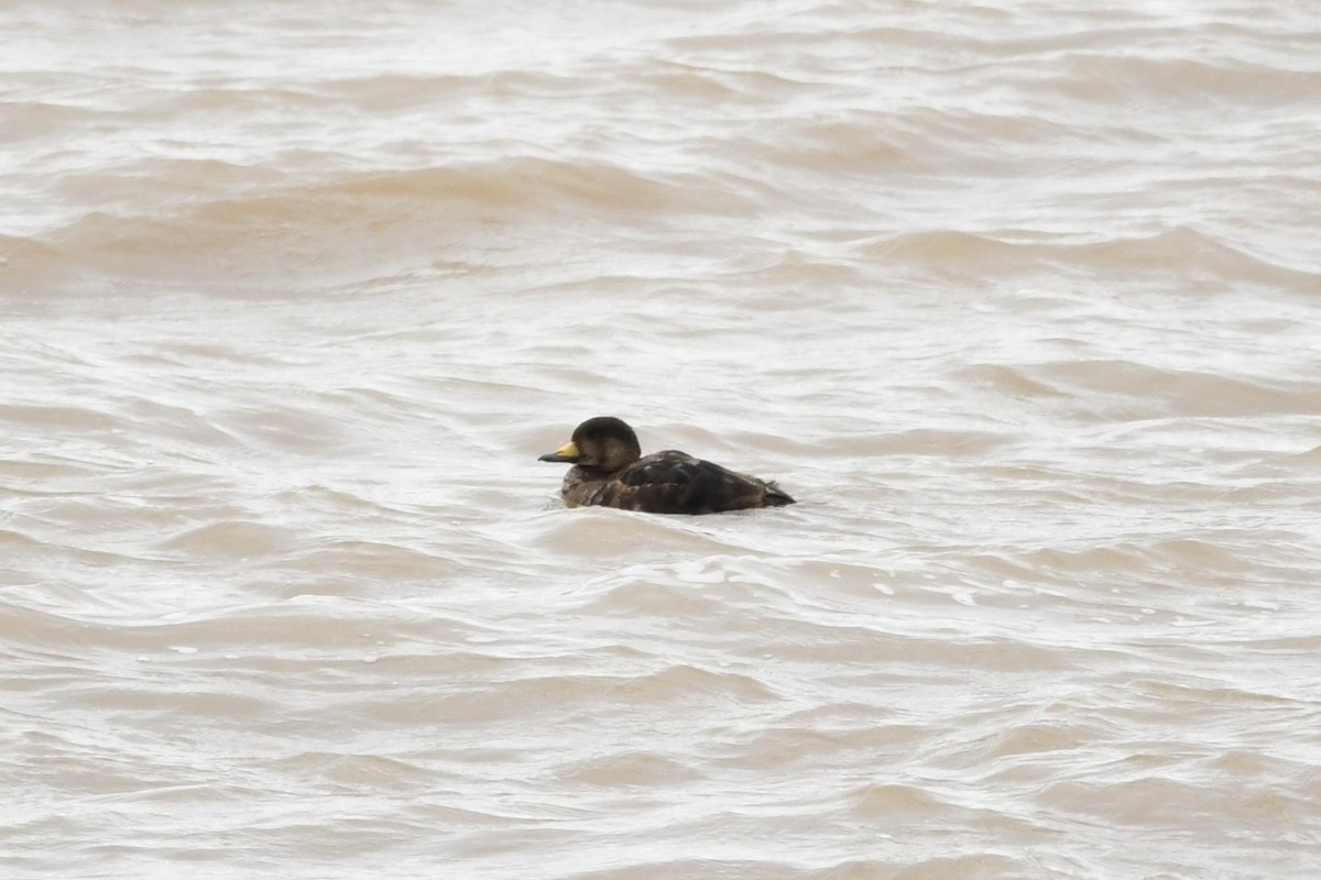 Black Scoter - ML544008221