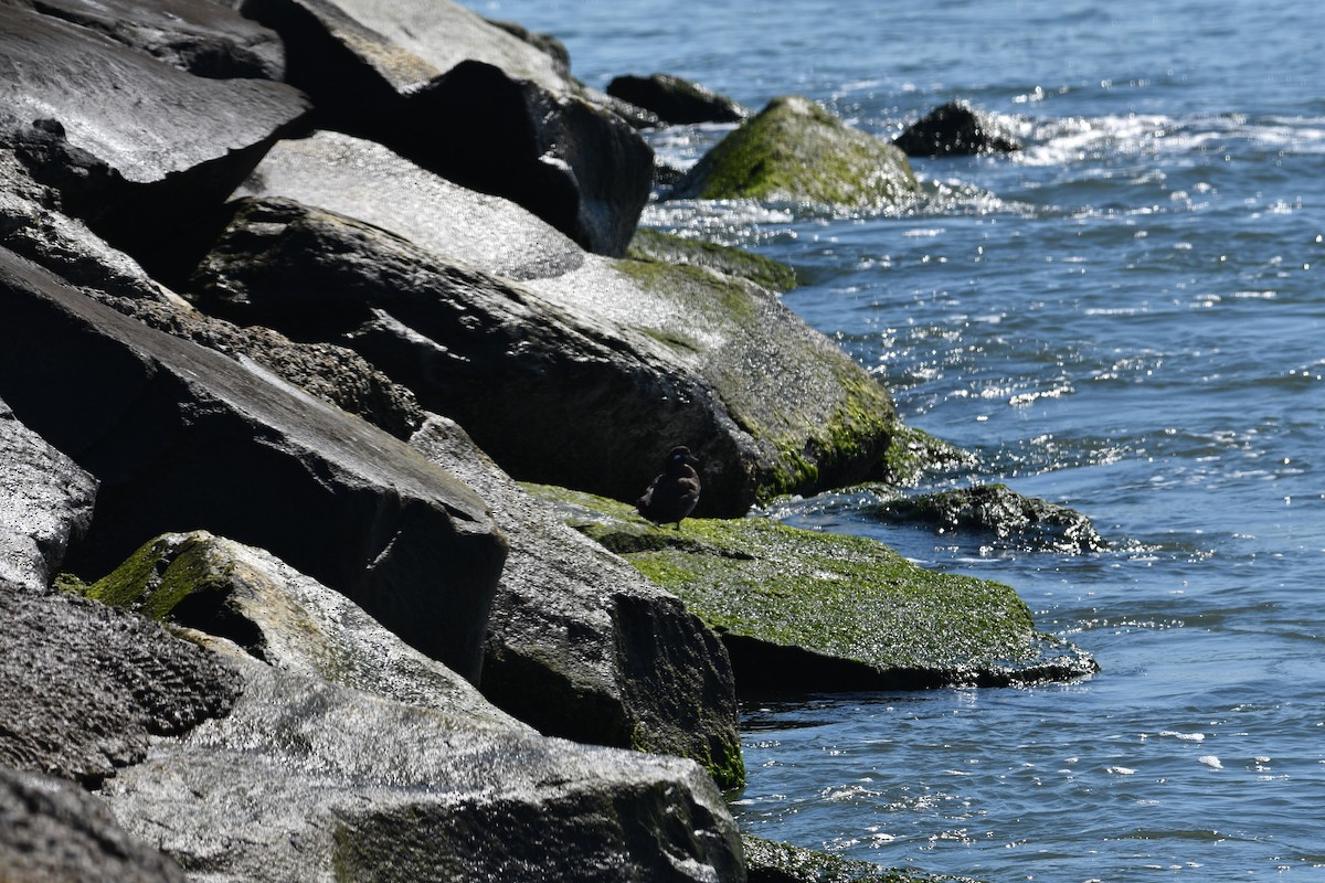 Harlequin Duck - ML544008241