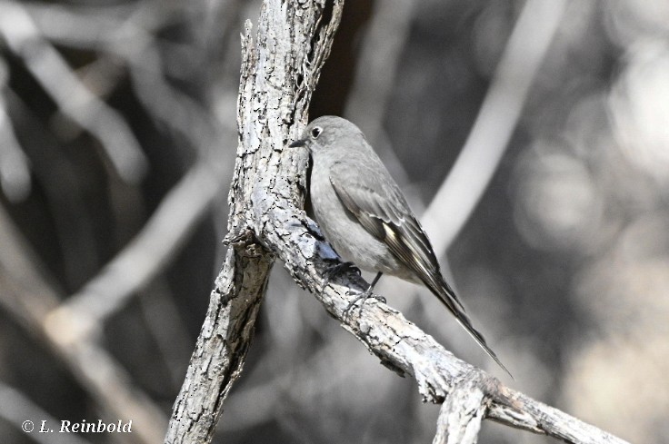 Townsend's Solitaire - Lucine Reinbold